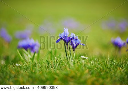 Fresh Purple Irises In Green Grass. First Flowers Of Spring