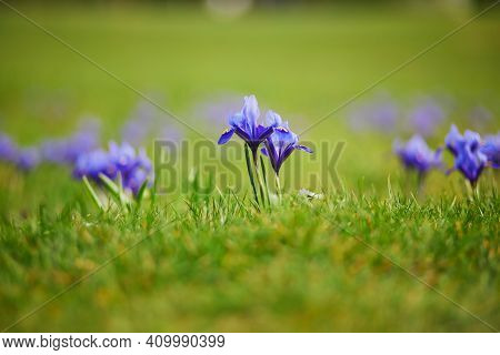 Fresh Purple Irises In Green Grass. First Flowers Of Spring