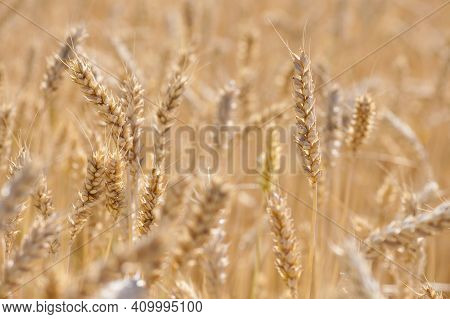 Spikelets Of Golden Wheat In The Field. Ripe Big Golden Ears Of Wheat On A Yellow Background Of The 