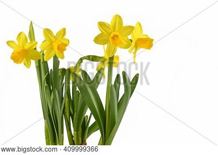 Blooming Yellow Daffodil Spring Flowers Isolated On White Background