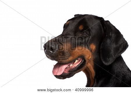 ภาพสุนัข Doberman