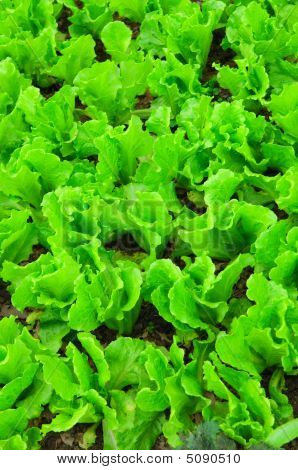 Verduras