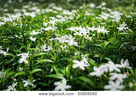 Gerdenia Crape Jasmine