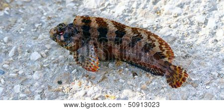 One Little Mediterranean Fish