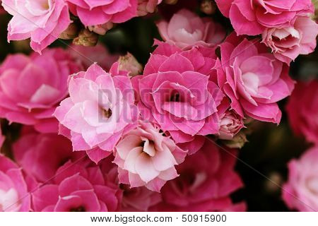 Kalanchoe Flower Blossoms