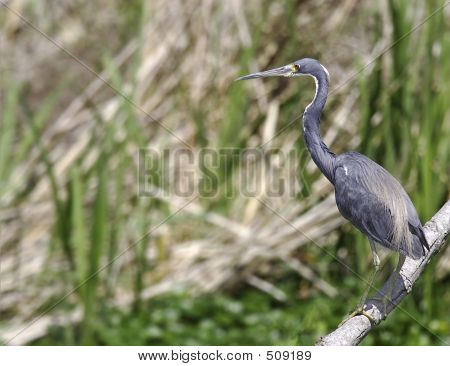 Tricolored hejre (egretta Tricolor)