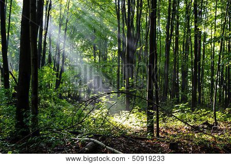 Light for my Path