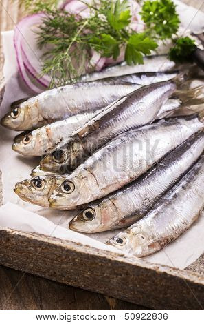 pickled pilchard 