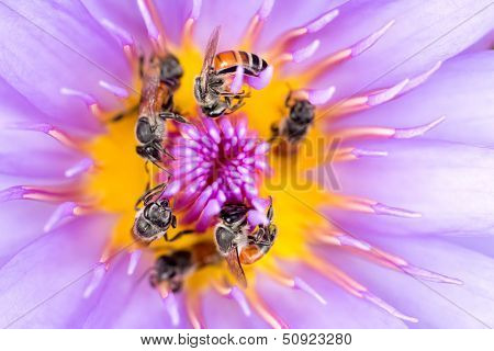 Tiny bees in circle gathering pollen in the heart of a vivid waterlily flower