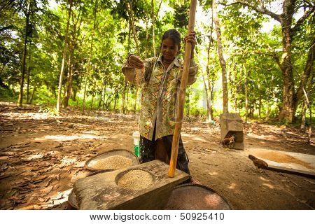 BERDUT, MALAYSIA - APR 8: Unidentified women Orang Asli thresh rice to remove chaff on Apr 8, 2013 in Berdut, Malaysia. More than 76% of all Orang Asli live below the poverty line.
