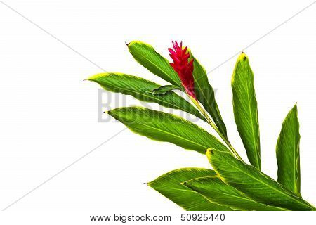 A Beautiful Tropical Red Ginger (alpinia Purpurata) Flower.