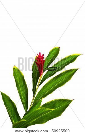 A Beautiful Tropical Red Ginger (alpinia Purpurata) Flower.