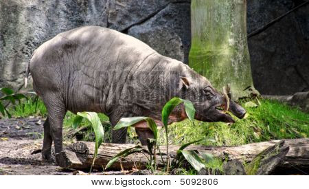 Babirusa