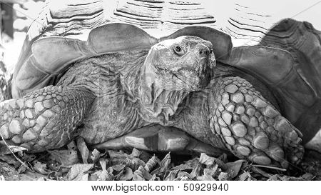 Sulcata Tortoise