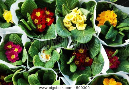 Bouquet de fleurs