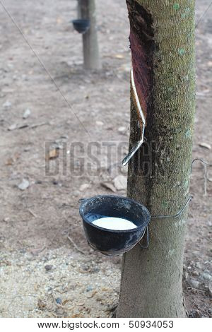 Rubber Plantation