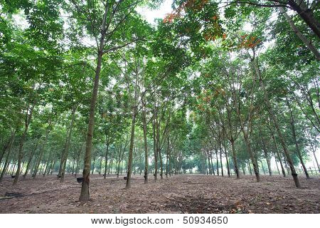 Rubber Plantation
