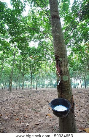 Rubber Plantation