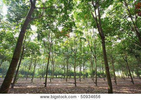 Rubber Plantation