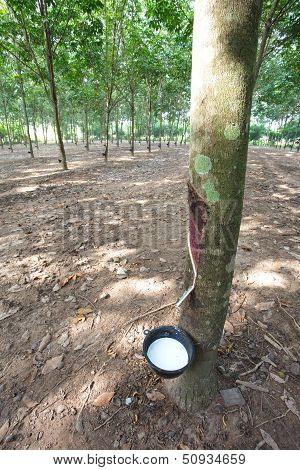 Rubber Plantation