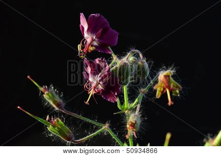Geranium Flower