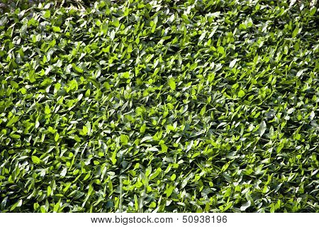 Green leaf background