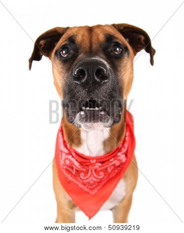 a cute pit bull boxer mix dog on an isolated white background