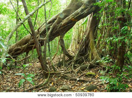 Jungle in Nam Cat Tien National Park (Southern Vietnam). Evergreen Tropical Forest