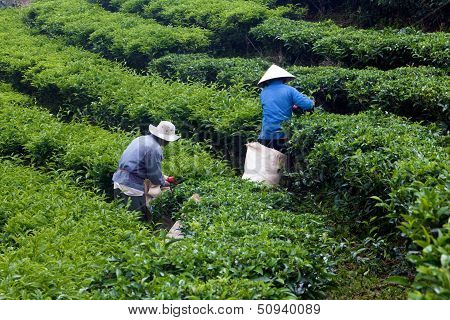 Worker pick tea leaves