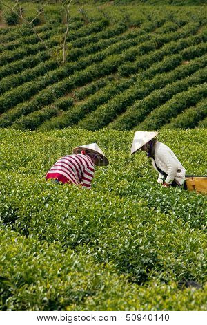 Worker pick tea leaves