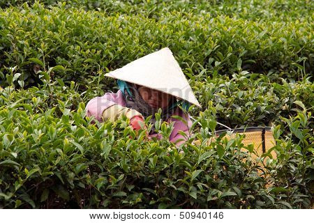 Worker pick tea leaves