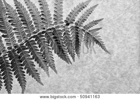 Black and white macro of real fern leaf on parchment paper. Back lighting shows texture and details.