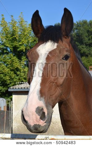 Horse Head