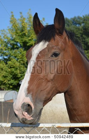 Horse Head
