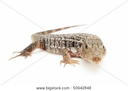 Red Tegu