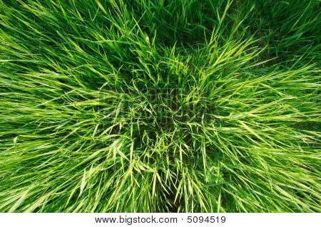 Gras