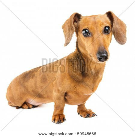 Dachshund Dog 