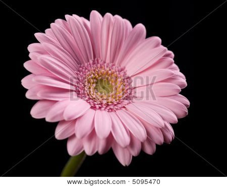 Rosa flor de Gerbera en negro