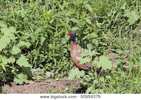 Male Phasianus Hiding Amongst The Weeds