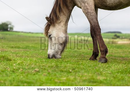 Gray Horse grazing