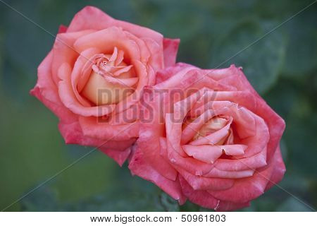 Couple of pink roses.