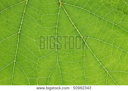 Fresh dreen leaf texture macro close-up