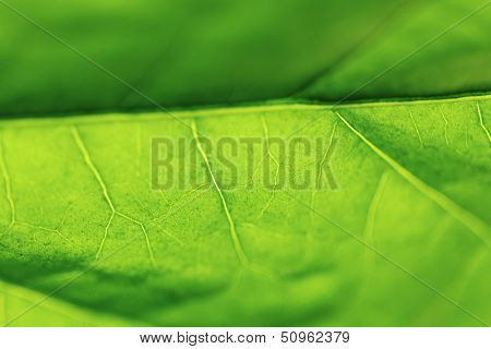 Fresh dreen leaf texture macro close-up