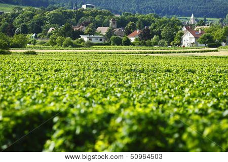 View of the vineyards in Gevrey Chambertin, France