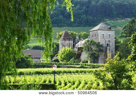 View of the vineyards in Gevrey Chambertin, France