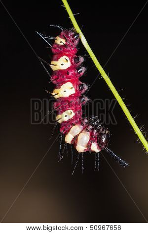 Leopard Lacewing Caterpillar