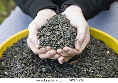 Seedsinhand
