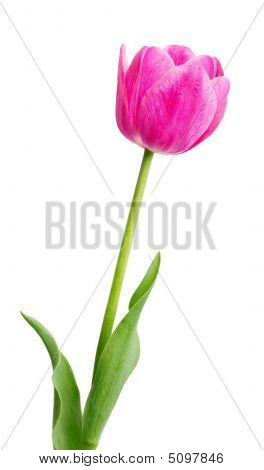 Única início tulipa rosa