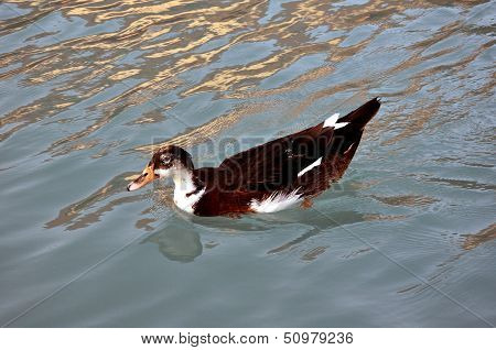 Duck Season