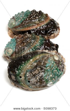 Rå Abalones